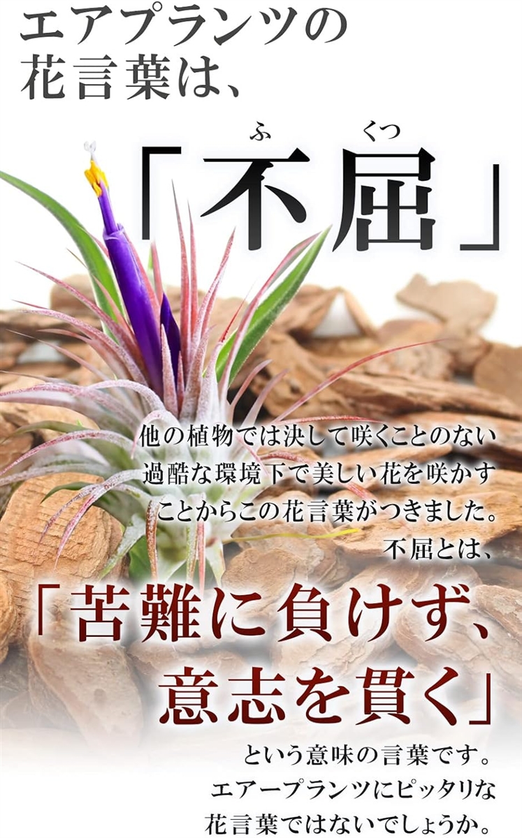 エアプランツのおすすめ人気商品一覧 通販 - Yahoo!ショッピング