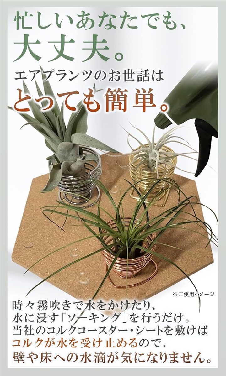 エアープランツ6種 コルクボード仕立て チランジア エアプランツ ホルダー スタンド 観葉植物 本物 チランジア コルク へ