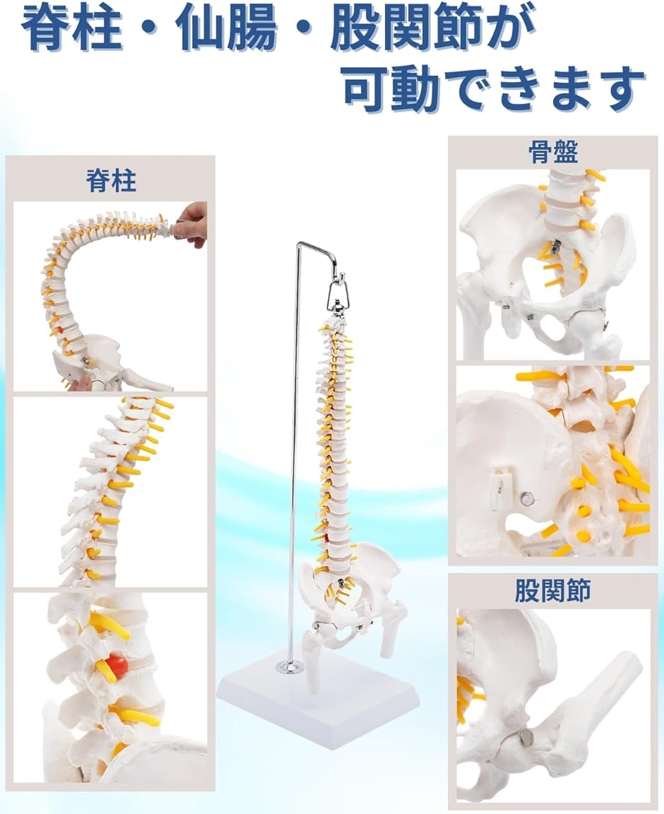 1/2サイズ 高精度 グニャと背骨を動かせる ミニ脊柱模型 約45cm 人体