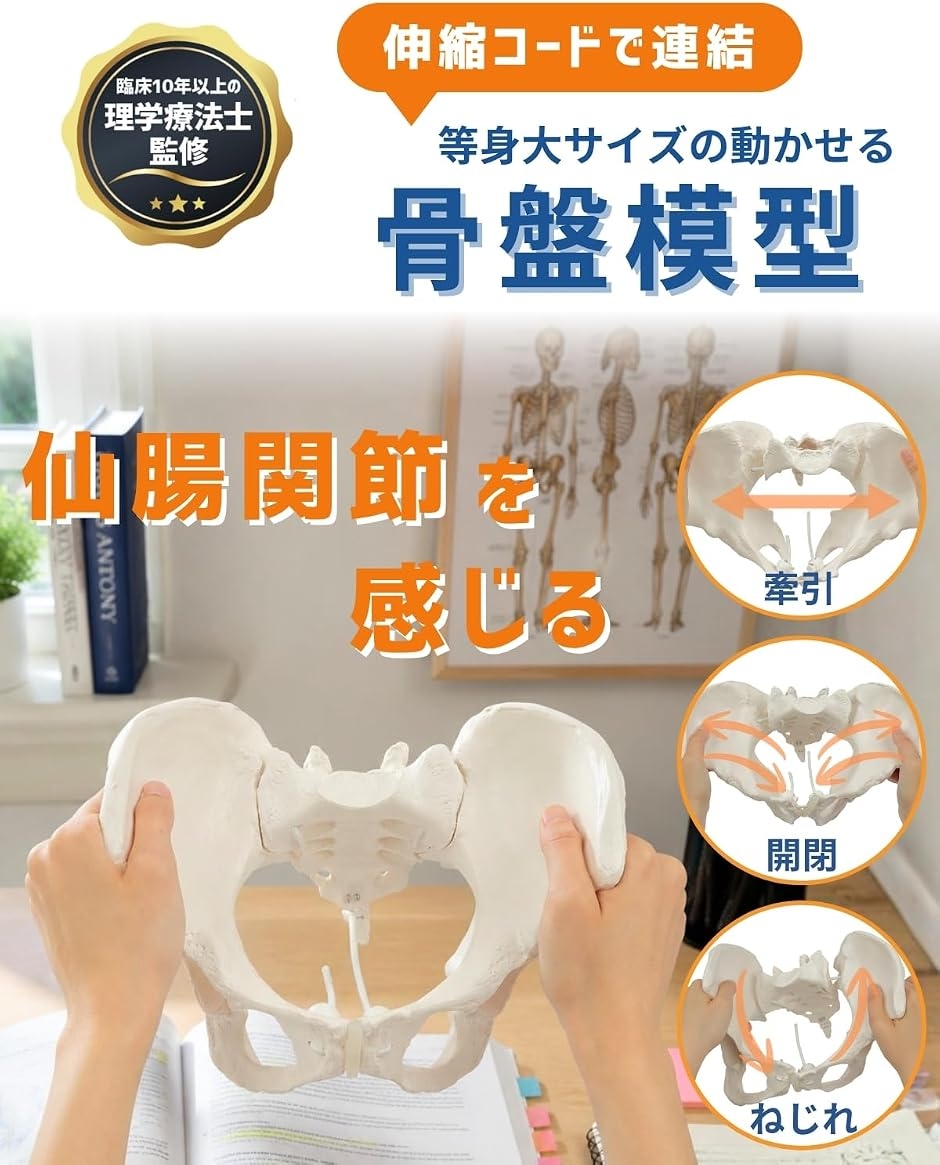 グイッと動かすことができる骨盤模型 人体模型 骨模型 理学療法士監修