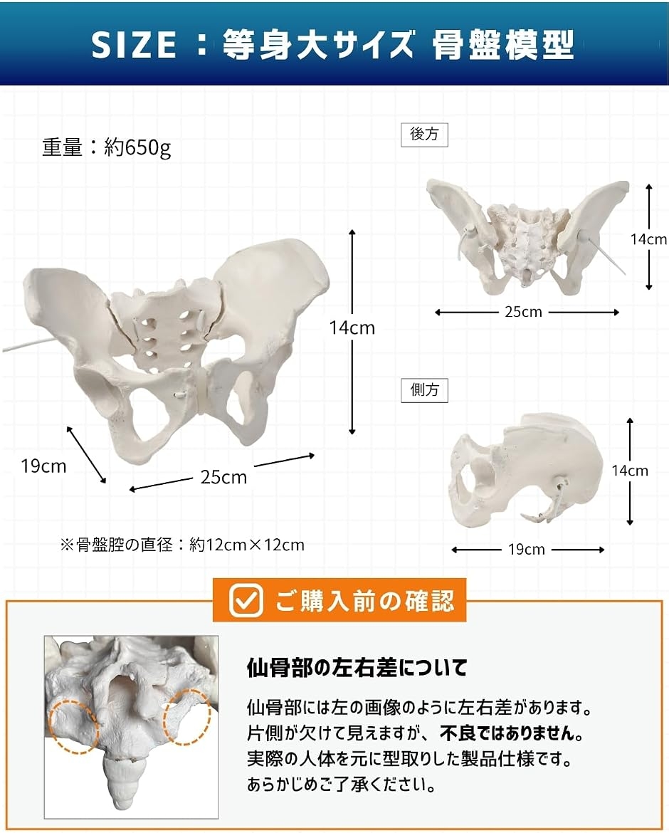 グイッと動かすことができる骨盤模型 人体模型 骨模型 理学療法士監修