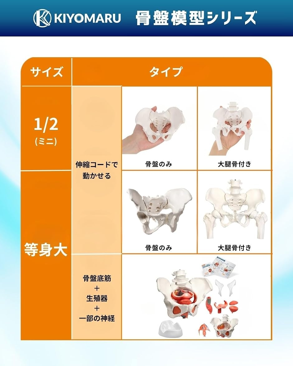 グイッと動かすことができる骨盤模型 人体模型 骨模型 理学療法士監修