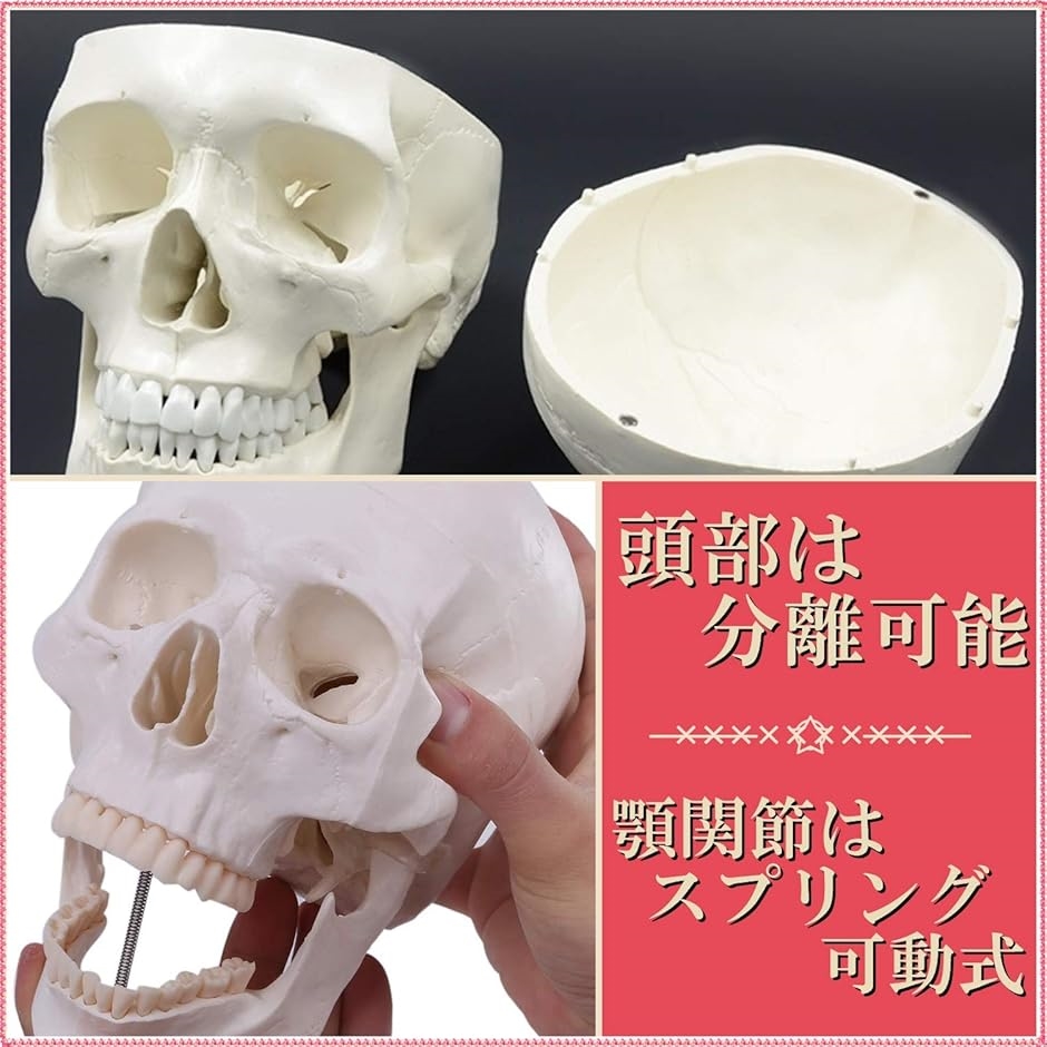頭蓋骨 頭部 顎関節 人体 模型 可動 タイプ 学校 医学 教材 展示 装飾