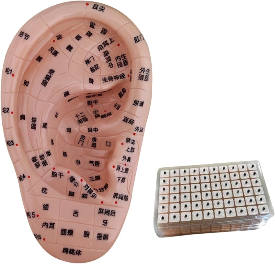 耳ツボ 模型 立体模型 耳ツボ模型 耳つぼシール 17cm 耳つぼ模型 耳