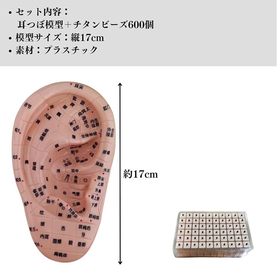 耳ツボ 模型 立体模型 耳ツボ模型 耳つぼシール 17cm 耳つぼ模型 耳