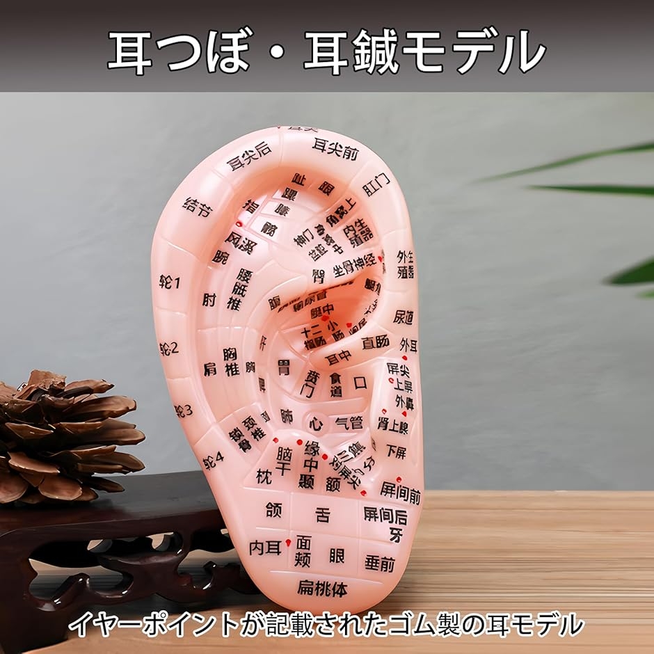 耳鍼モデル 耳つぼモデル 医療器具 耳マッサージ PVC リフレクソロジー