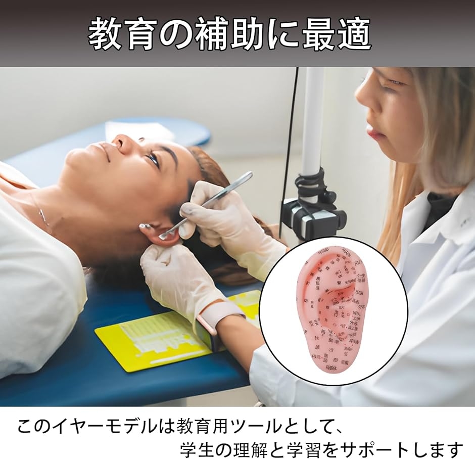 耳鍼モデル 耳つぼモデル 医療器具 耳マッサージ PVC リフレクソロジー