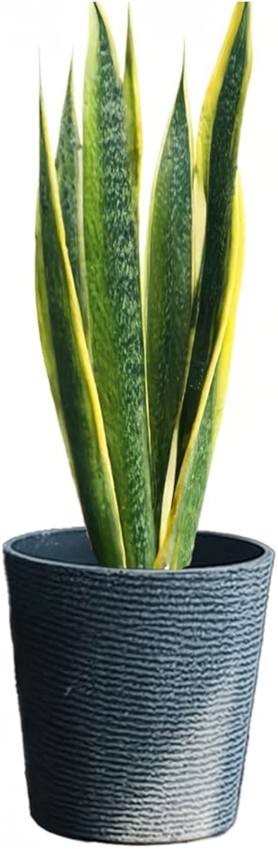 観葉植物 鉢 植木鉢 プラスチック 大型 おしゃれ 室内 プランター 軽量(グレー,  深型)