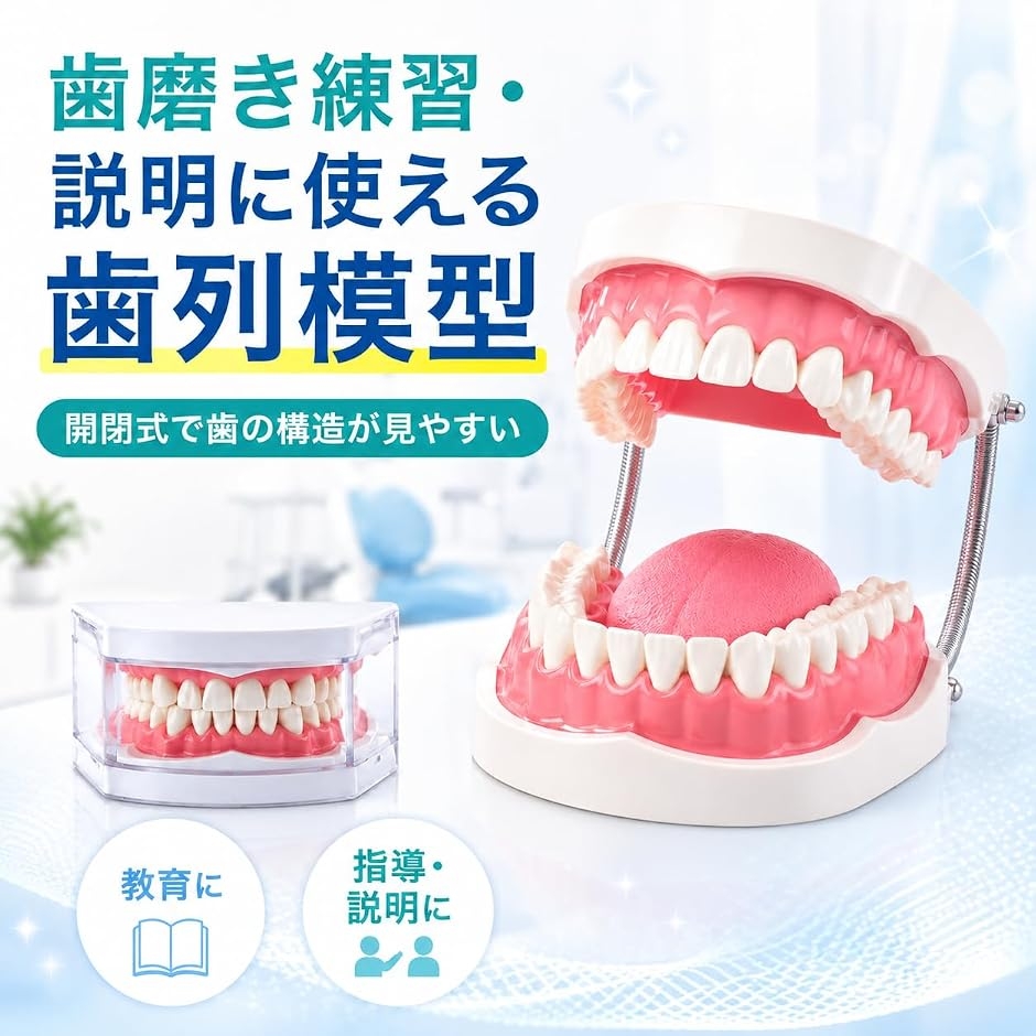 歯の模型の商品一覧 通販 - Yahoo!ショッピング