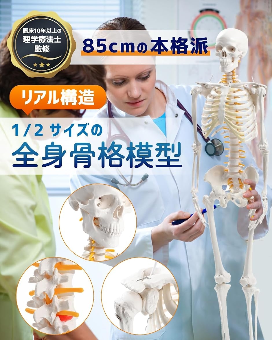新品 KIYOMARU 人体模型 1/2サイズの全身骨格模型 85cm KIYOMARU リアルで再現性の高い1/2サイズの全身骨格模型 人体模型 骨