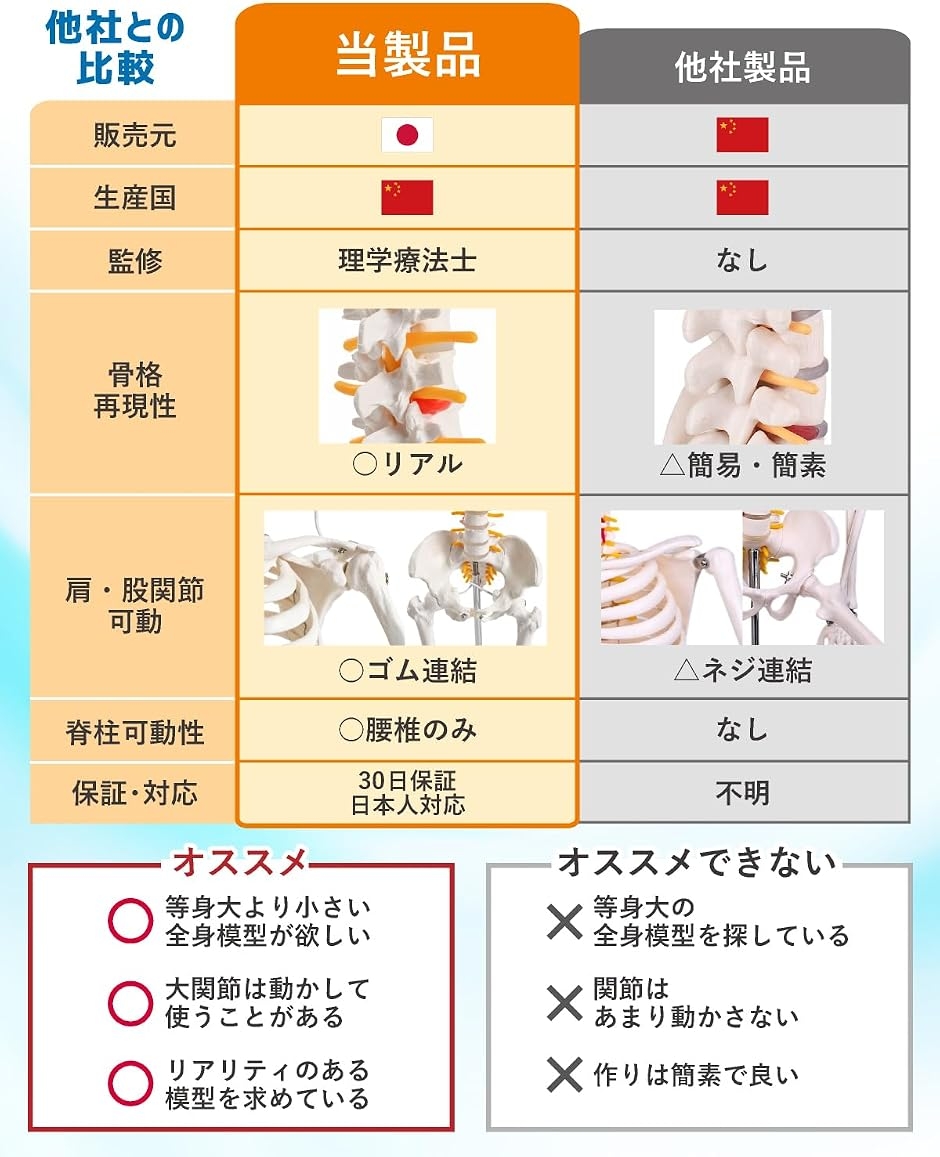 KIYOMARU リアルで再現性の高い1/2サイズの全身骨格模型 人体模型 骨
