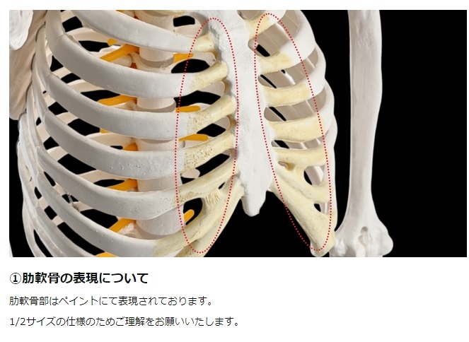 KIYOMARU リアルで再現性の高い1/2サイズの全身骨格模型 人体模型 骨
