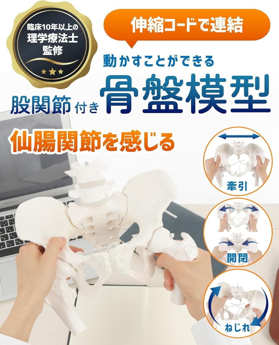 グイッと動かせる大腿骨付き骨盤模型 人体模型 骨模型 理学療法士監修