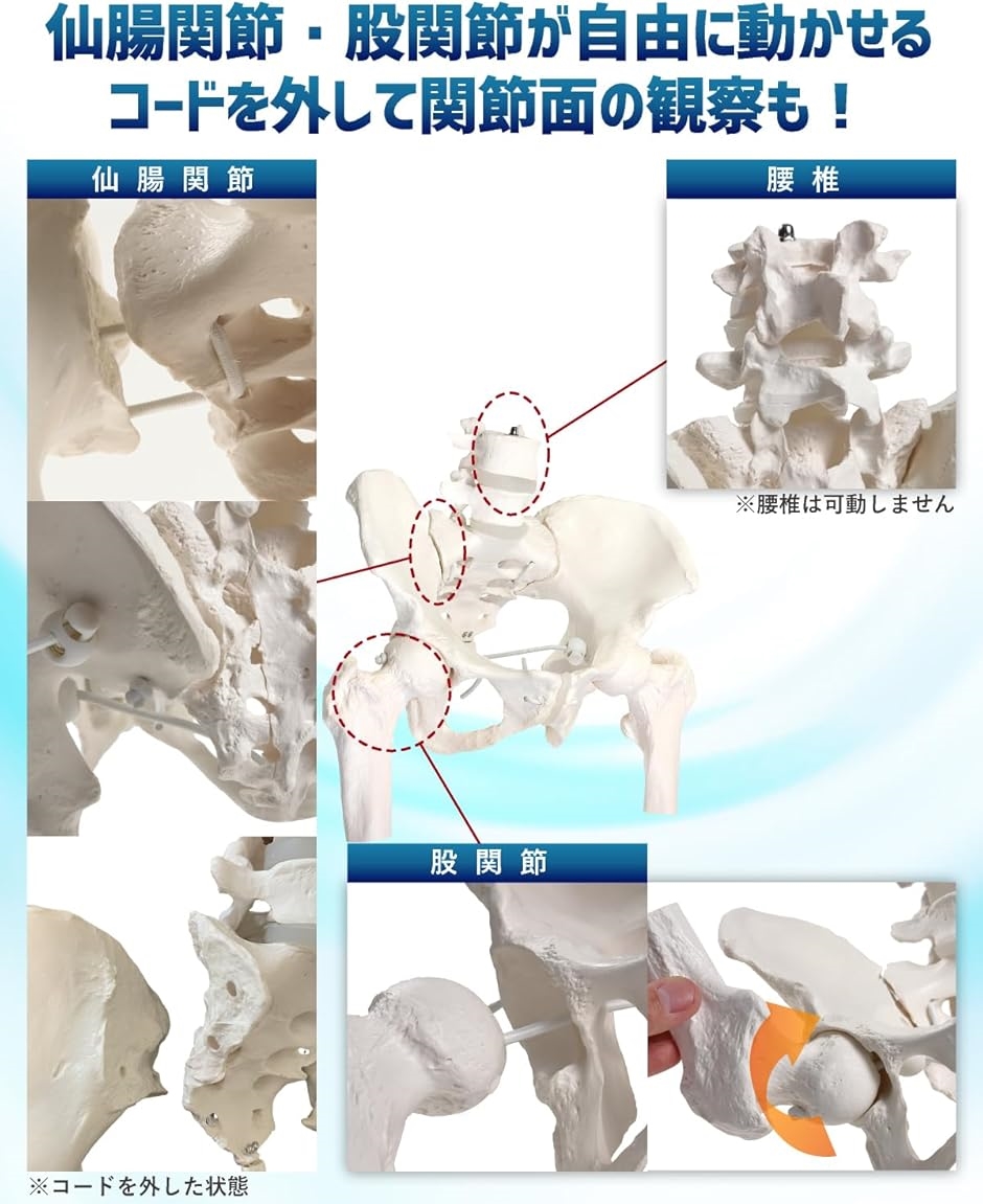グイッと動かせる大腿骨付き骨盤模型 人体模型 骨模型 理学療法士監修