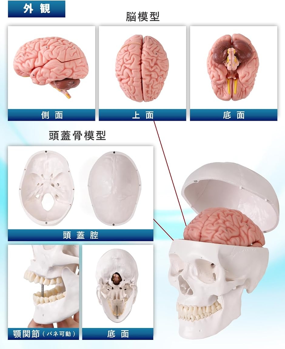 ソフトな質感で8分解できる脳模型と頭蓋骨模型 人体模型 理学療法士