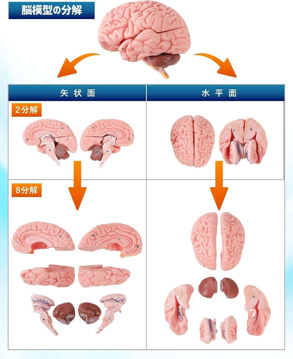ソフトな質感で8分解できる脳模型と頭蓋骨模型 人体模型 理学療法士