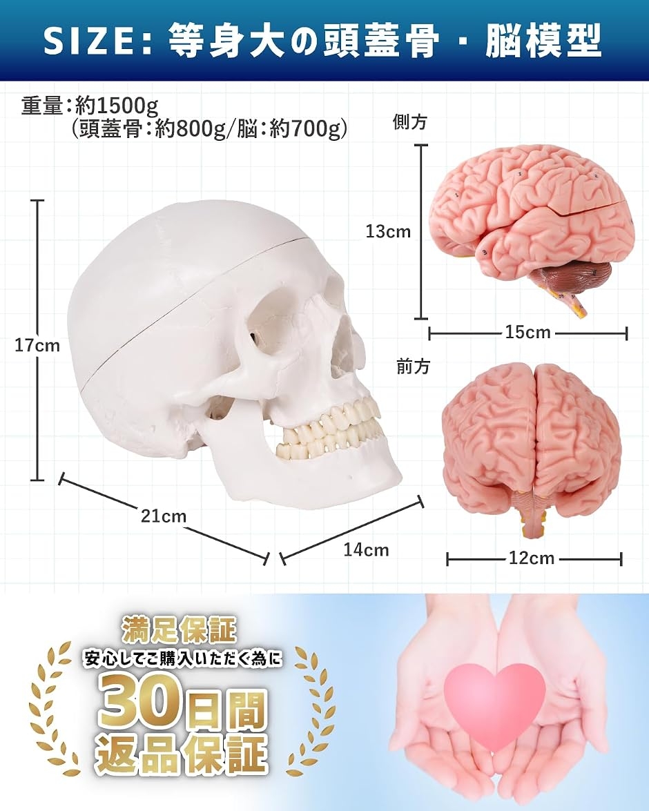 ソフトな質感で8分解できる脳模型と頭蓋骨模型 人体模型 理学療法士