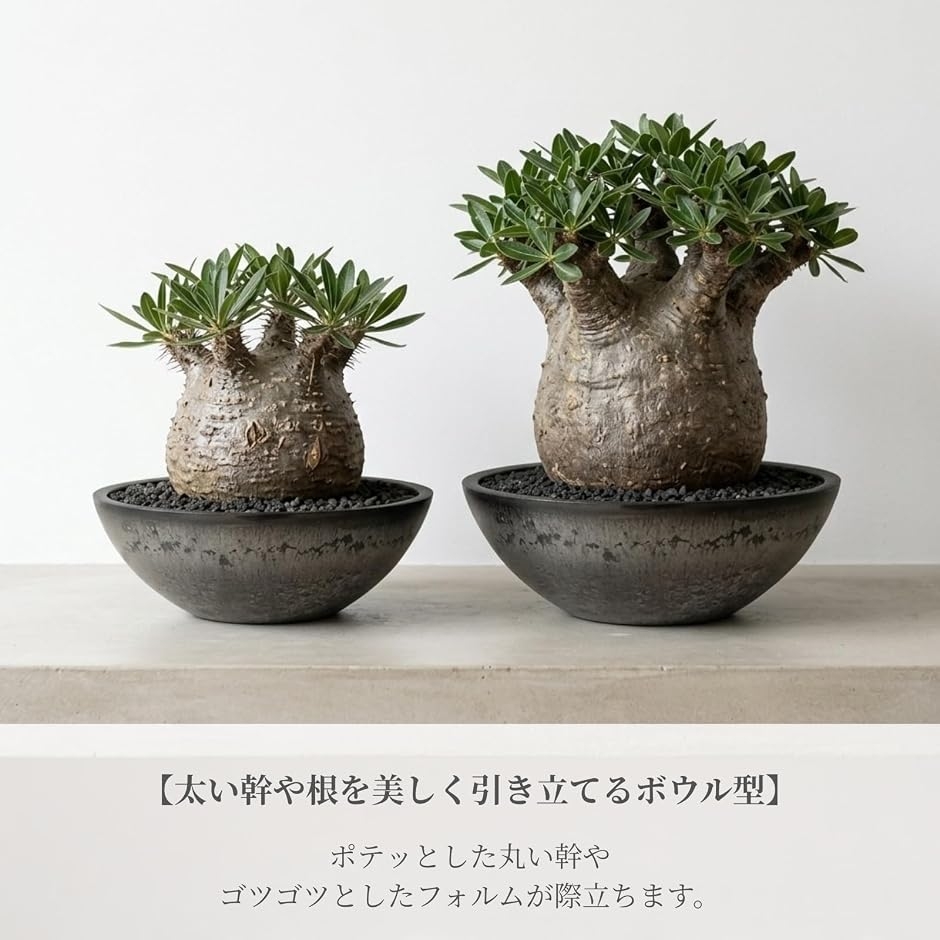 植木鉢 プラスチック 石目調 ストーン調 浅鉢 平鉢 軽量 ボウル