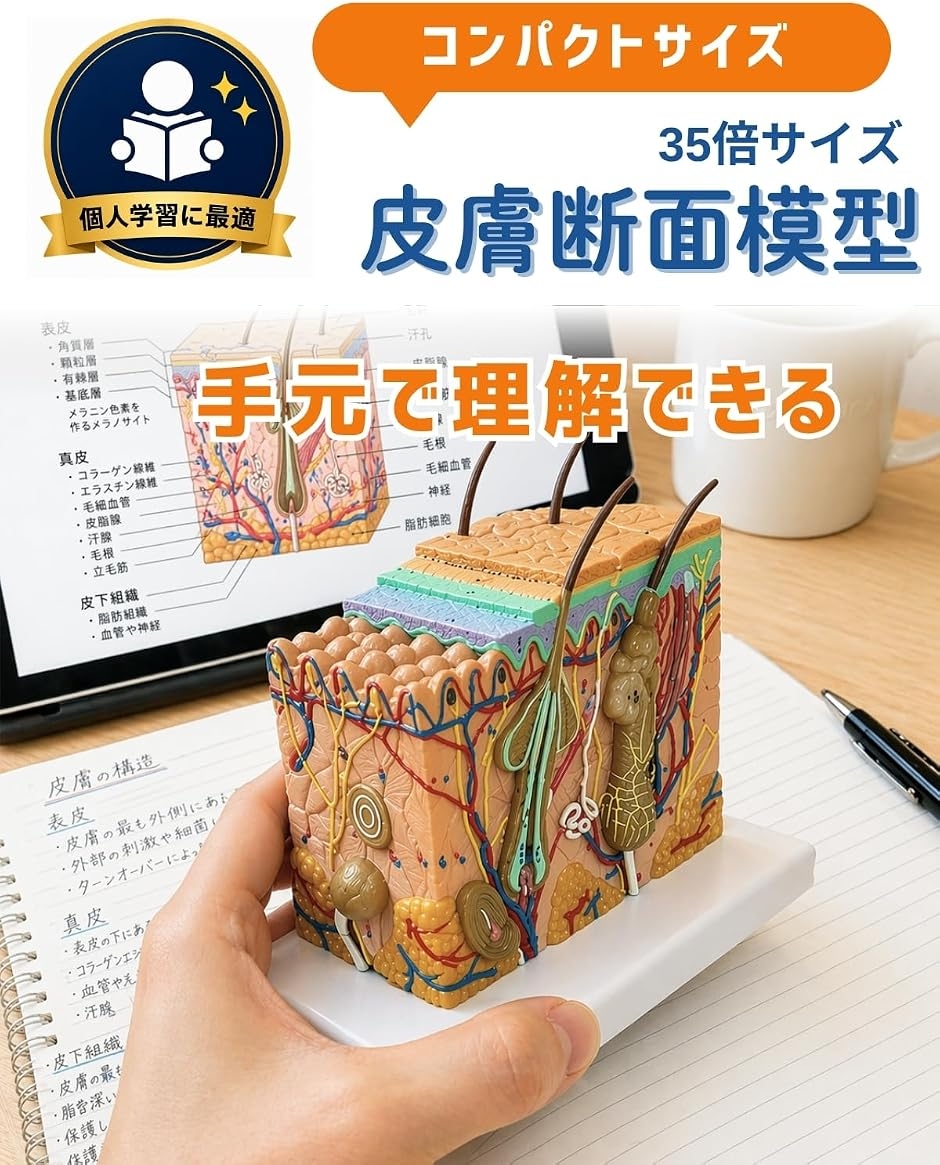 皮膚断面模型 皮膚模型 人体模型 コンパクトサイズ 毛包 皮脂腺 汗腺