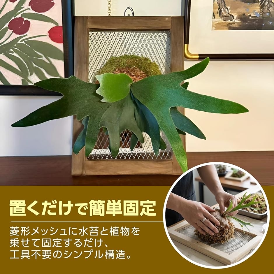 ビカクシダ 板付け フレーム 壁掛け プランター 着生植物 木製