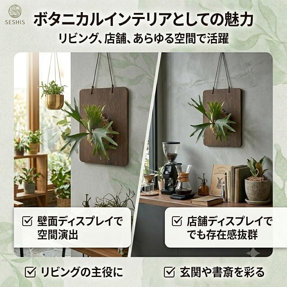 着生板 コウモリラン ビカクシダ 木製 プレート 観葉植物 MDM (木製