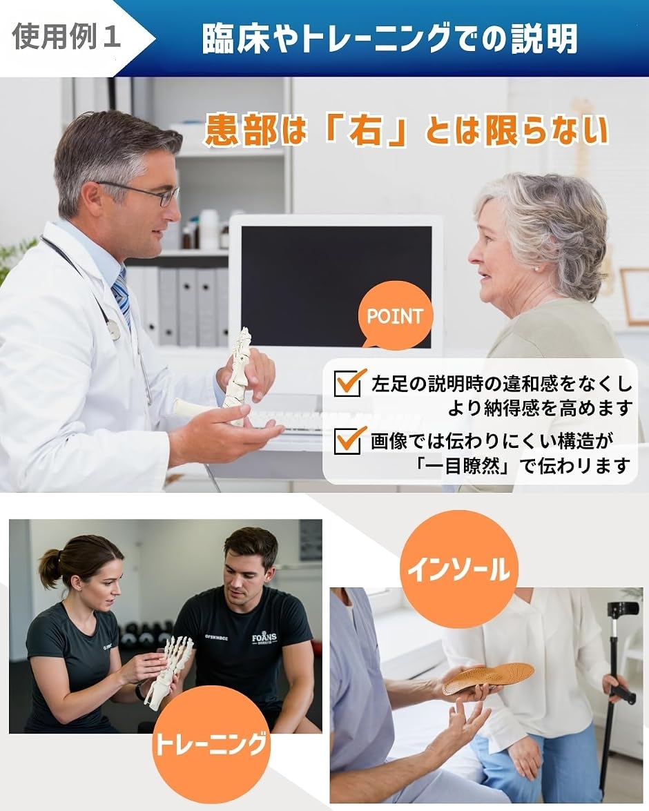 ビヨーンと伸びて全ての骨を自由に動かせる足関節模型 左足　 骨模型　同 ビヨーンと伸びて全ての骨を自由に動かせる足関節模型 左足 理学療法士