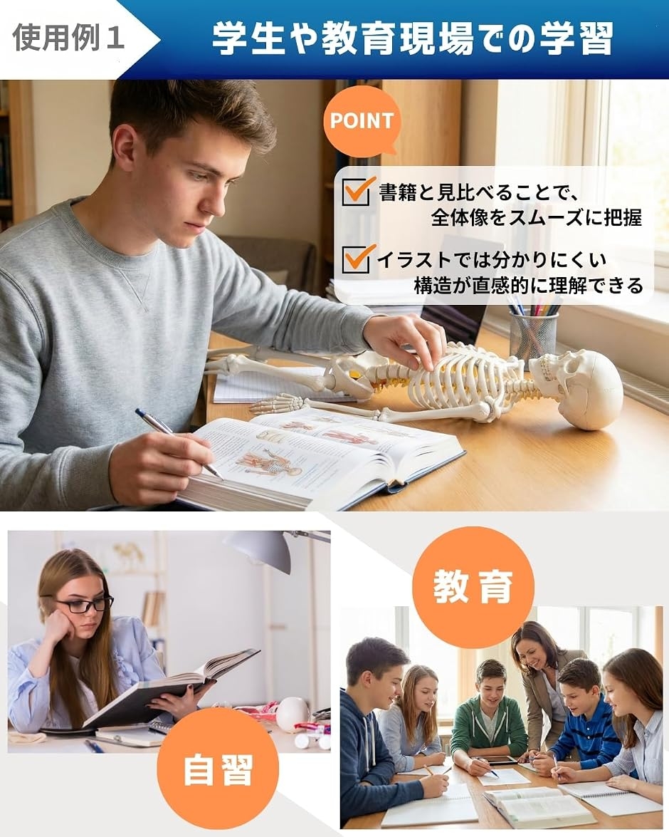 リアルで再現性の高い1/2サイズの全身骨格模型 人体模型 骨模型 理学