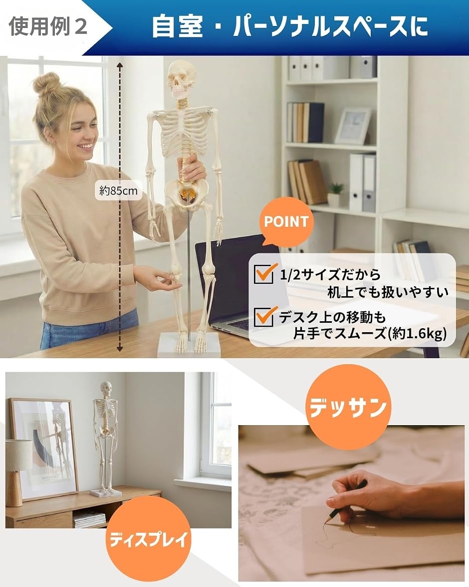 リアルで再現性の高い1/2サイズの全身骨格模型 人体模型 骨模型 理学
