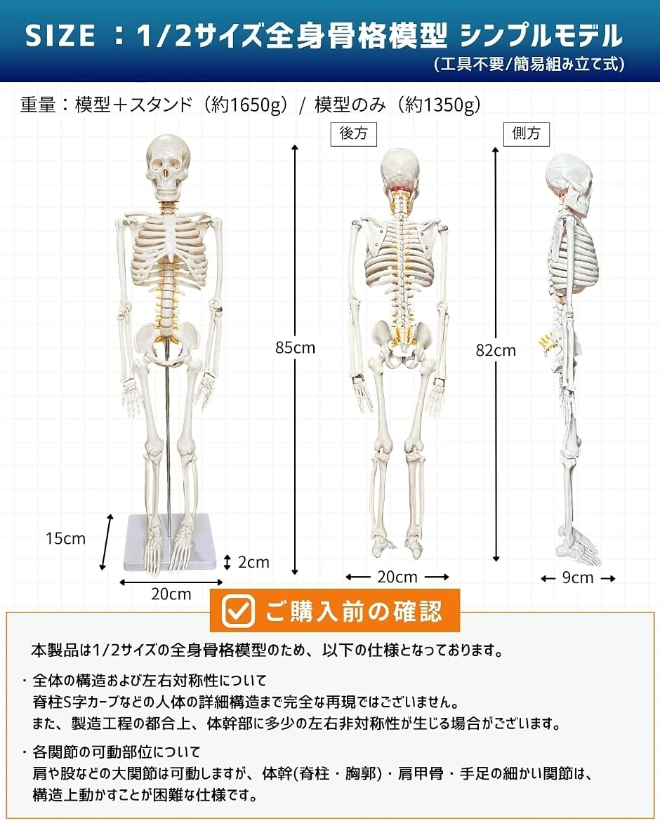 KIYOMARU ビヨーンと伸びて全ての骨を自由に動かせる足関節模型 左足