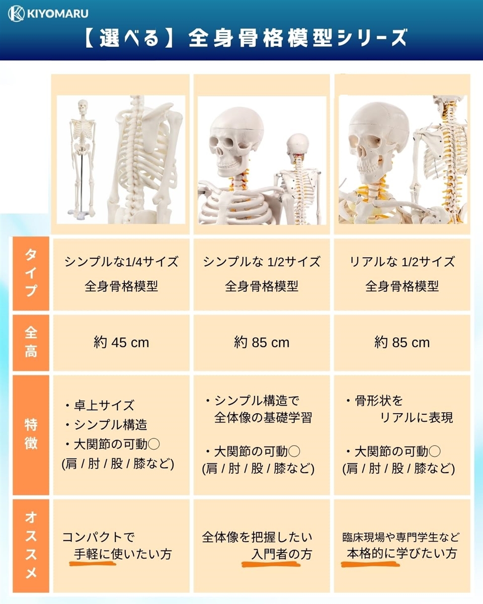 リアルで再現性の高い1/2サイズの全身骨格模型 人体模型 骨模型 理学