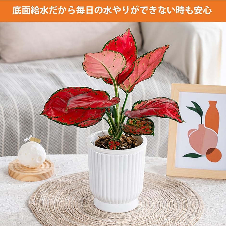 底面給水鉢 5個セット 植木鉢 観葉植物 給水ひも付き 貯水槽付 透明