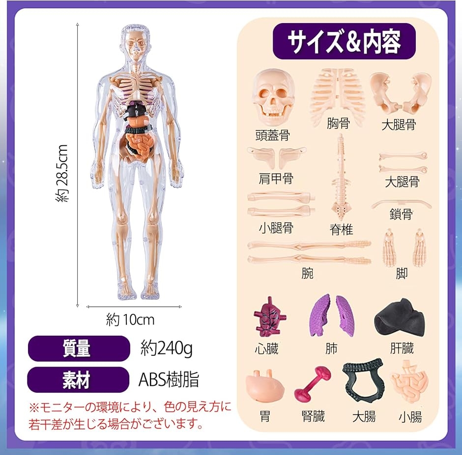 MONOSTORE 人体模型 パズル 3D 解剖モデル 教育用 おもちゃ 骨格模型