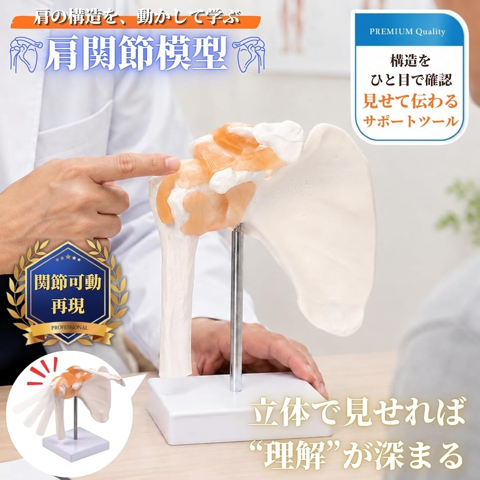 動かせる 肩関節模型 靭帯付き 肩甲骨 鎖骨 上腕骨 実物大 台座取外し