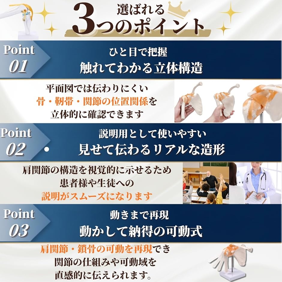 動かせる 肩関節模型 靭帯付き 肩甲骨 鎖骨 上腕骨 実物大 台座取外し