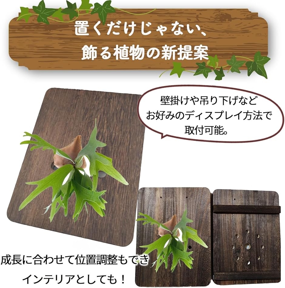 着生板   ビカクシダプレート 木曽檜板   檜  コウモリラン   着生植物 着生板 コウモリラン ビカクシダ 壁掛けプレート 天然木 多肉植物 観葉