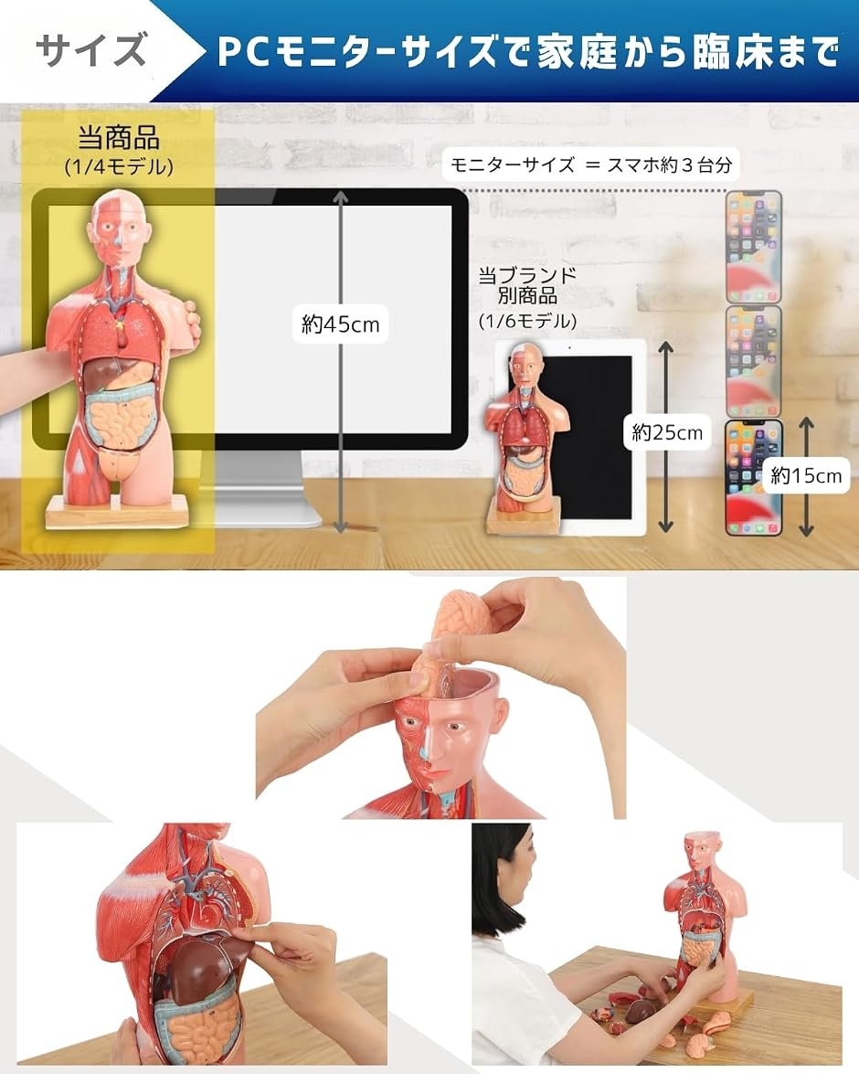 解剖人体模型 ソフトな質感 理学療法士監修 補助マグネット 日本語説明