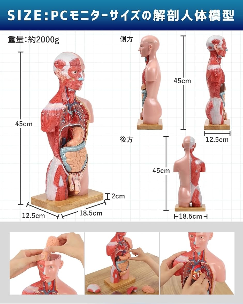 匿名配送！４D　MASTER　人体模型 インテリア 解剖学 知育　医学　看護学 解剖人体模型 ソフトな質感 理学療法士監修 補助マグネット 日本語説明