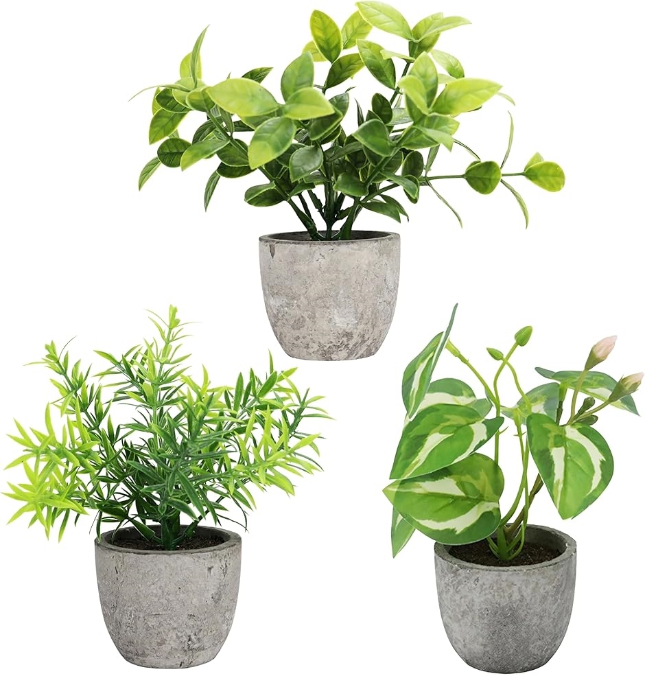 観葉植物 PLANCHU770056 観葉植物 コニファー ゴールドクレスト ウィルマ 5号鉢