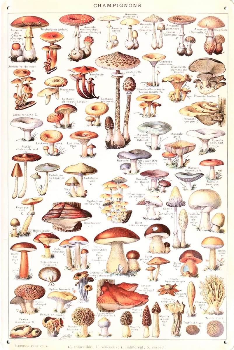 ブリキ看板 レトロサイン 科学ポスター風 (003-CHAMPIGNONS/シャンピニオン きのこ, 長さ30 cm x 幅20 cm)