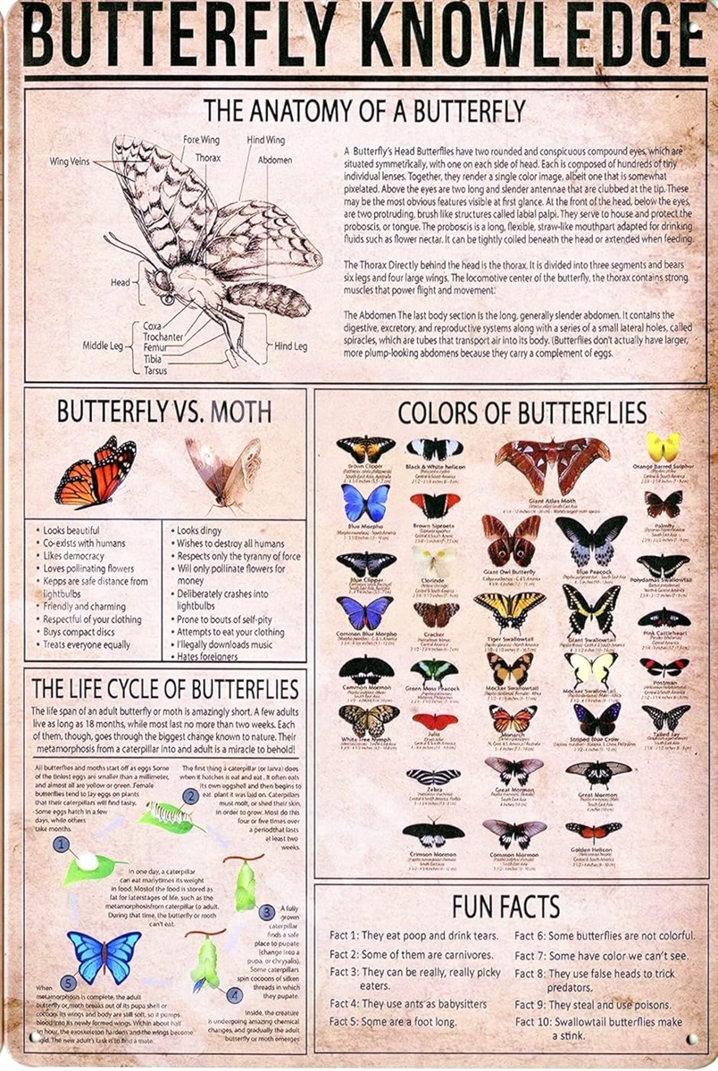 ブリキ看板 レトロサイン 科学ポスター風 (025-BUTTERFLY／バタフライ 蝶の知識,  長さ30 cm x 幅20 cm)