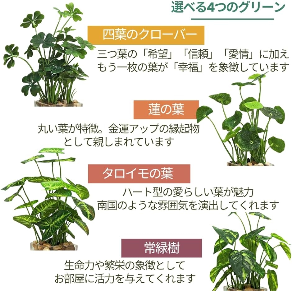 タロイモ 苗の商品一覧 通販 - Yahoo!ショッピング