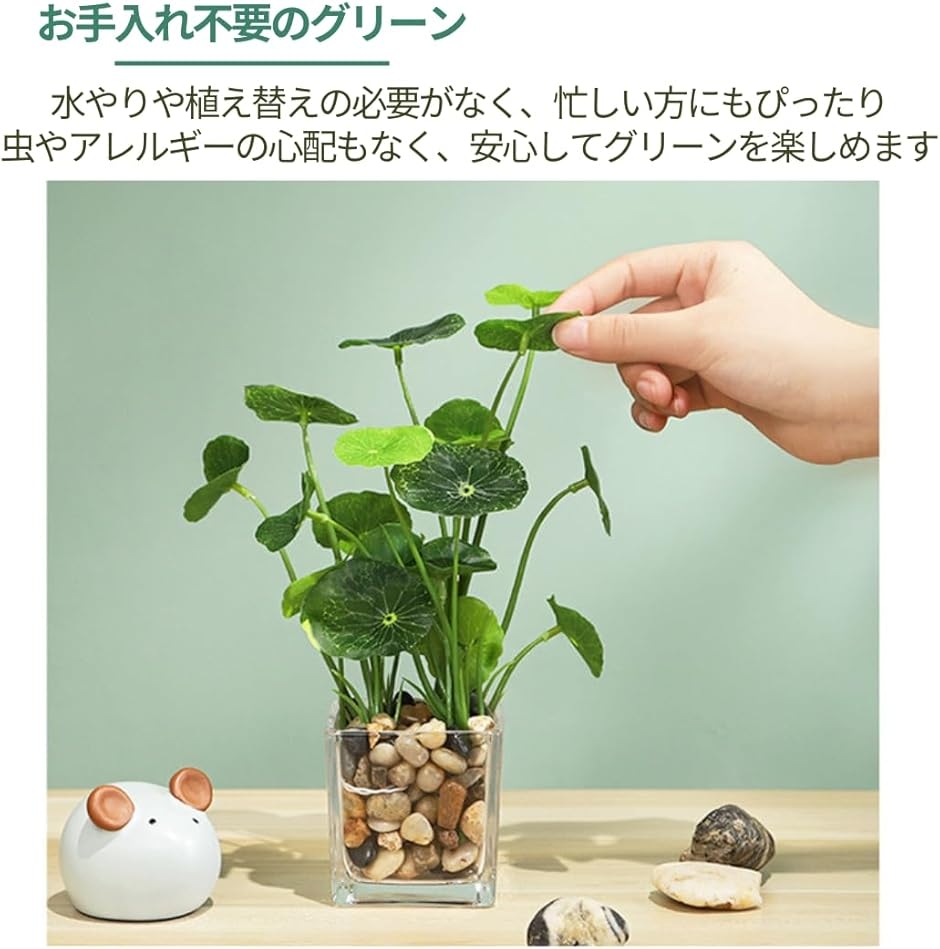 タロイモ 苗の商品一覧 通販 - Yahoo!ショッピング