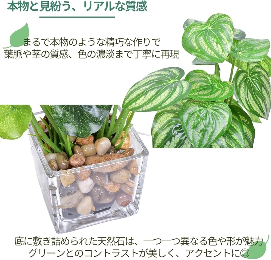 タロイモ 苗の商品一覧 通販 - Yahoo!ショッピング