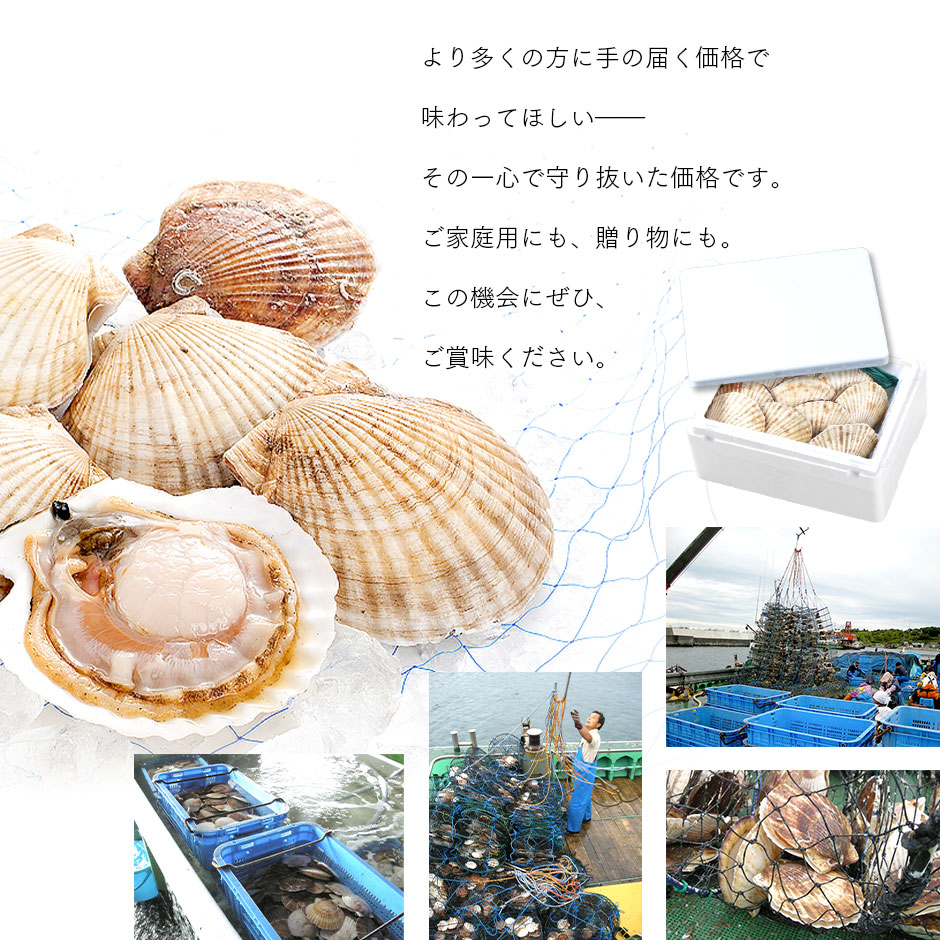 島の人 北海道 宗谷・稚内産 活ホタテ 10枚 お中元 御中元 お取り寄せ