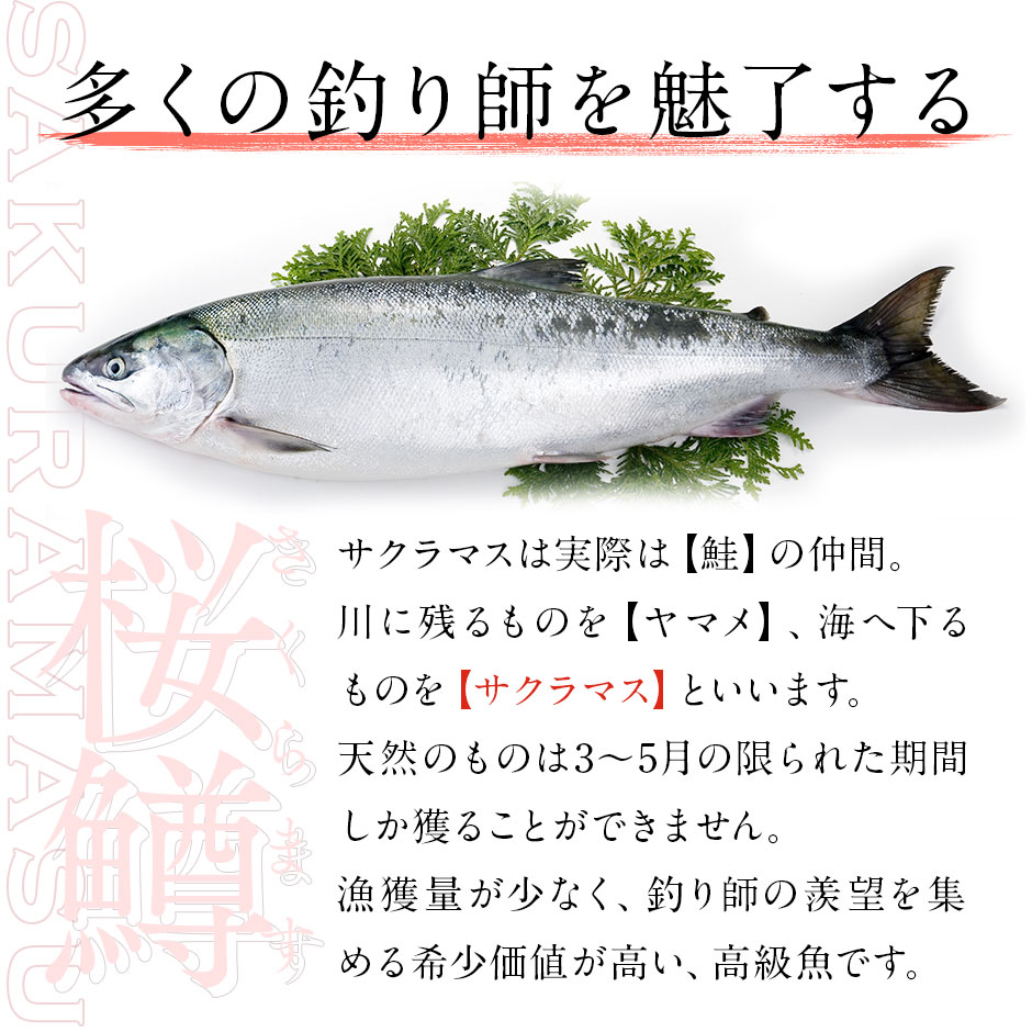 島の人 北海道産 天然サクラマス 昆布出し干物 開き 3尾セット 送料