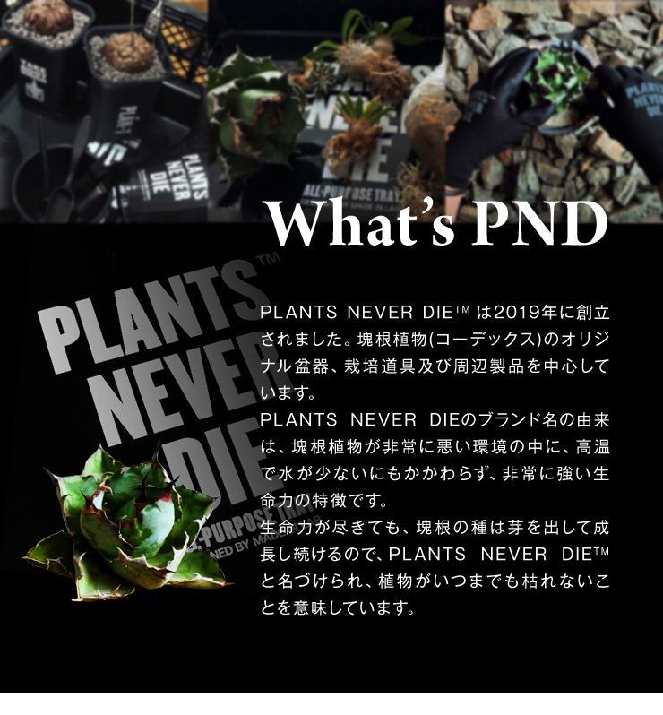 plants never die 正規販売店 骨平鉢 W12.7cm×H9cm 鉢植え おしゃれ 骨 イラスト ブラック 径12.7 高さ9.0 陶器  ガーデニング 屋外 屋内