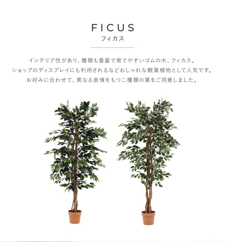 2023安い】 フジボウエキ 観葉植物 フィカス 1124 B グリーンデコ鉢付