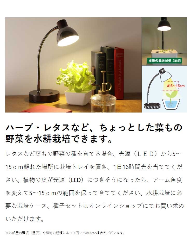 オリンピア MotoM モトム LEDテーブルランプ 木製ダークブラウン