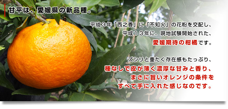 特Aランク品 みかん 産地直送 愛媛産（JAにしうわ） 甘平（かんぺい） 4L〜2L（8玉〜12玉） 約3キロ 露地栽培