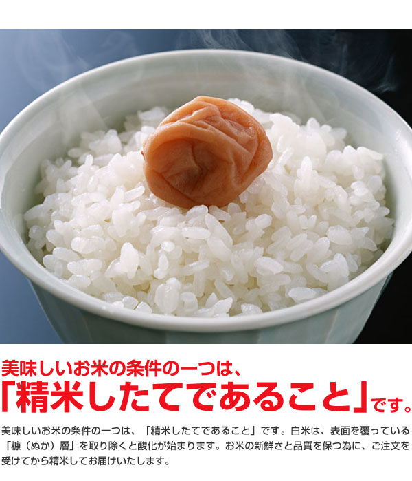 米 日本米 令和5年度産 新潟県産 コシヒカリ BG精米製法 無洗米 10kg